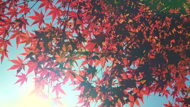 紅葉した楓と青空 4K / Japanese maple leaves with the blue sky. Autumn leaves with sun flare.