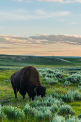 A big  wild bisons reasting on meadows, in Yellowstone National Park, at sunset.