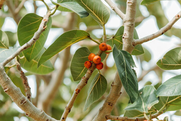 Fototapeta premium Closeup shot of red berries on a tree