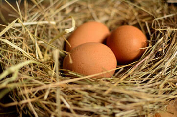 chicken eggs in a nest on a background of old wooden boards