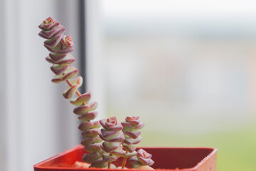 Small succulent plant pot at the white window with blur nature background. Close up
