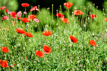 Fototapeta na wymiar Close up of many red poppy flowers and blurred green leaves in a British cottage style garden in a sunny summer day, beautiful outdoor floral background photographed with soft focus.