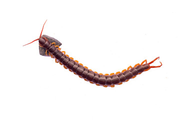 The centipede is a poisonous animal. It has many legs.