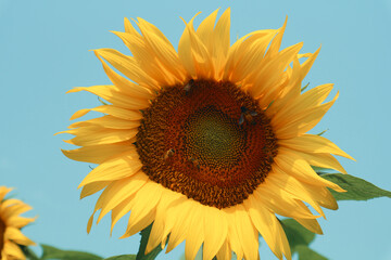Sunflower with bees and yellow petals against the blue sky.