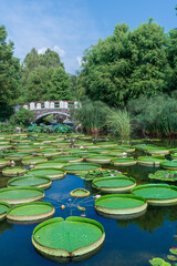 オニバスで埋め尽くされる 水生植物公園みずの森 Wall Mural Hitoshi オニバスで埋め尽くされる 水生植物公園みずの森 Wall Mural Hitoshi