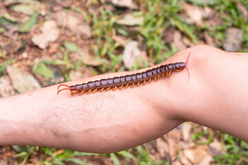 The centipede is a poisonous animal. It has many legs.