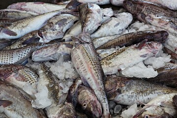 한국 경상북도 포항시 죽도시장.죽도해수욕장 입니다