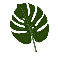 leaf of an exotic monstera plant, isolated, on a white background, color vector illustration, design, decoration © Olesya