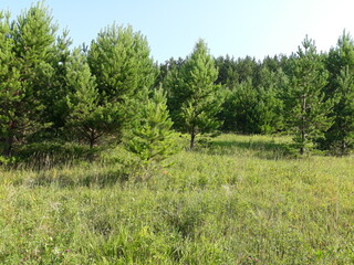 
young conifers