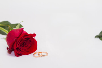 Single red flower rose on white background with golden rings near. Copy space.
