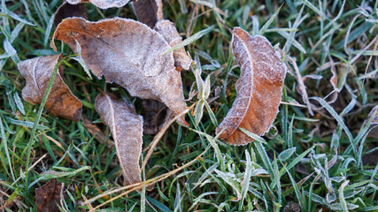 Closeup of white frost on curled dry orange brown leaves on green grassy lawn.