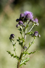 Marsh Thistle (Cirsium palustre) beginning to flower in summertime in West Sussex