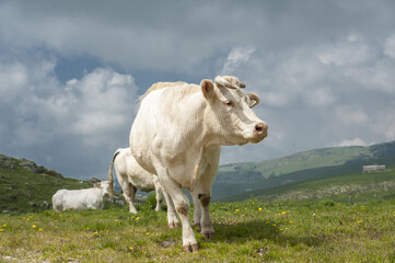 free cows