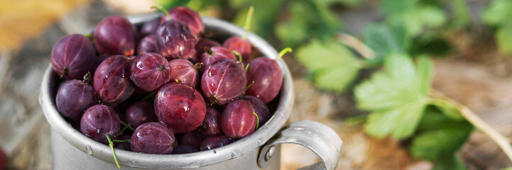 Gooseberries in a metal Cup. Lots of gooseberries in a Cup. Banner with space for text	