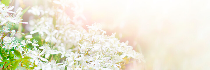 Natural panoramic background with space for text, copy space. White blurry flowers on a white...