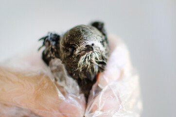 Little helpless blind chick sweeping, closeup, selective focus. Bird problems, help wildlife.
