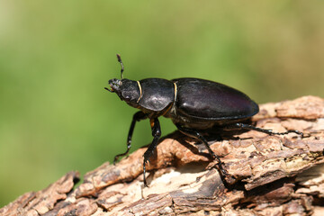 A magnificent rare female Stag Beetle, Lucanus cervus, walking over a dead log in woodland.
