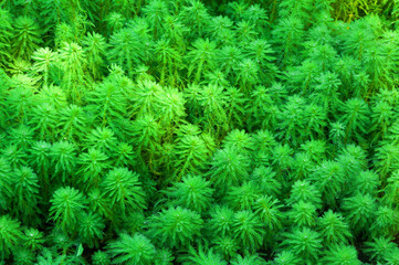 Bright green plants texture background.