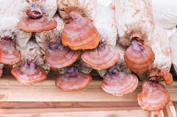 Lingzhi mushroom, Ganoderma lucidum in nursery bag.The cultivation of Oyster Mushroom in organic farm