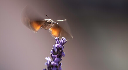 Taubenschwänzchen saugt Necktar von einer Lavendelblühte