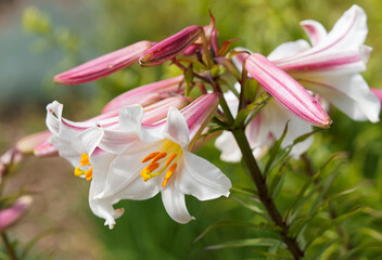 Lilium regale - Lis royal. Boutons floraux pourprés entre des fleurs lumineuses aux tépales en...