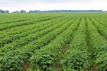 Fototapeta na wymiar growing potatoes in the fields