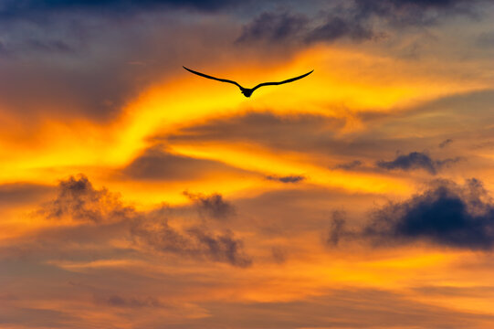 Sunset Bird Clouds Silhouette