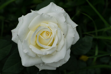 Inflorescence of a white rose close-up on a black  background