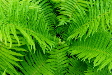 Fototapeta na wymiar Top view fern leaves form a green funnel