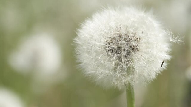 On a large approximation Dandelion - a popular plant after flowering during the seed period. White plumes with seeds.