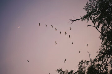 birds in the sky