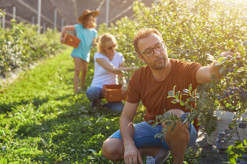 Modern family picking blueberries on a organic farm - family business concept.