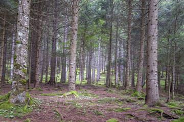 footpath in the forest