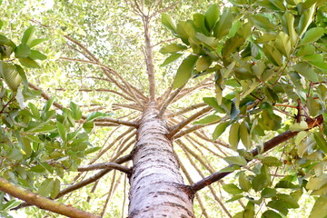 Look up along the big tree trunk