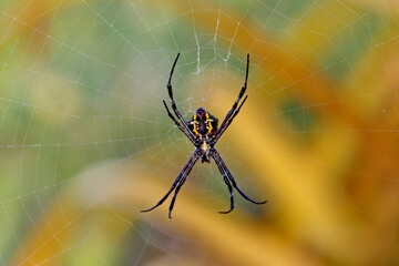 Obraz premium spider on the web