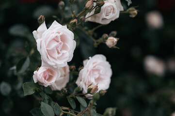 rose garden