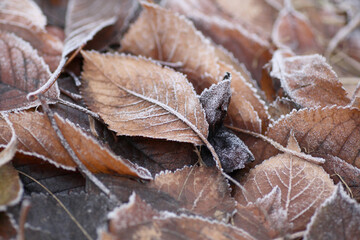 Burnt brown leaves are covered with hoarfrost.