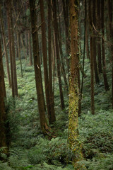 Beautiful pine forest with light green plant