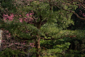 Pine tree along with sakura blossom