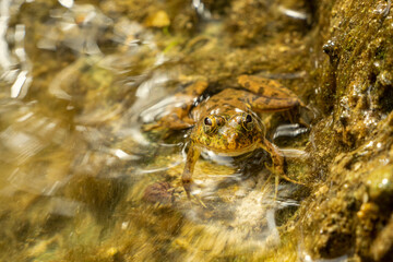 This is Euphlyctis Cyanophlyctis mostly in the monsoon season.I have captured it in western ghats of coimbatore