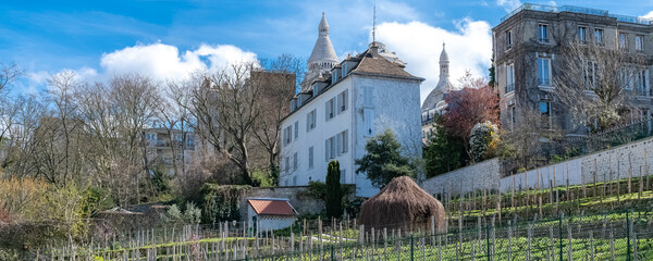 Paris, vineyards of Montmartre in spring, with the basilica in background
