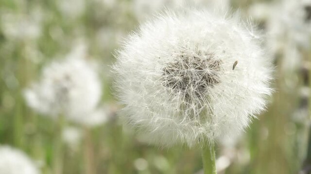 On a large approximation Dandelion - a popular plant after flowering during the seed period. White plumes with seeds.