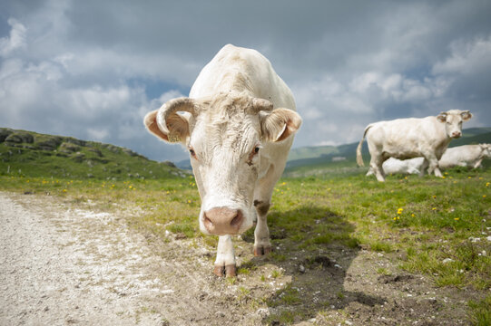 with cows in lessinia