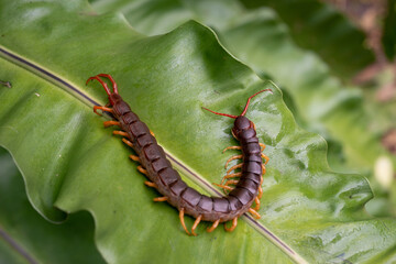 The centipede is a poisonous animal. It has many legs.