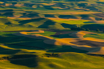 Sunset view of the rolling hills and wheat field in Palouse region, in Washington, USA.