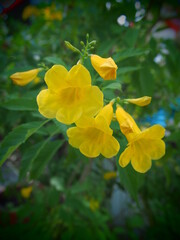 Obraz na płótnie Canvas yellow flowers