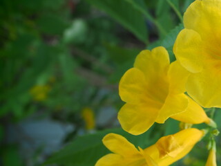 yellow flowers