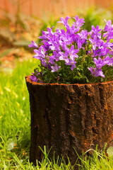 Purple flowers background. Campanula flowers in wooden bark pot on green grass.