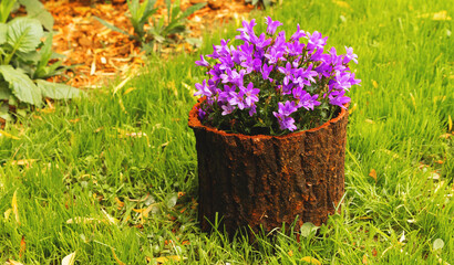 Purple flowers background. Campanula flowers in wooden bark pot on green grass.