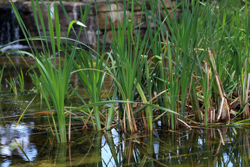 Young green reeds grow on the lake